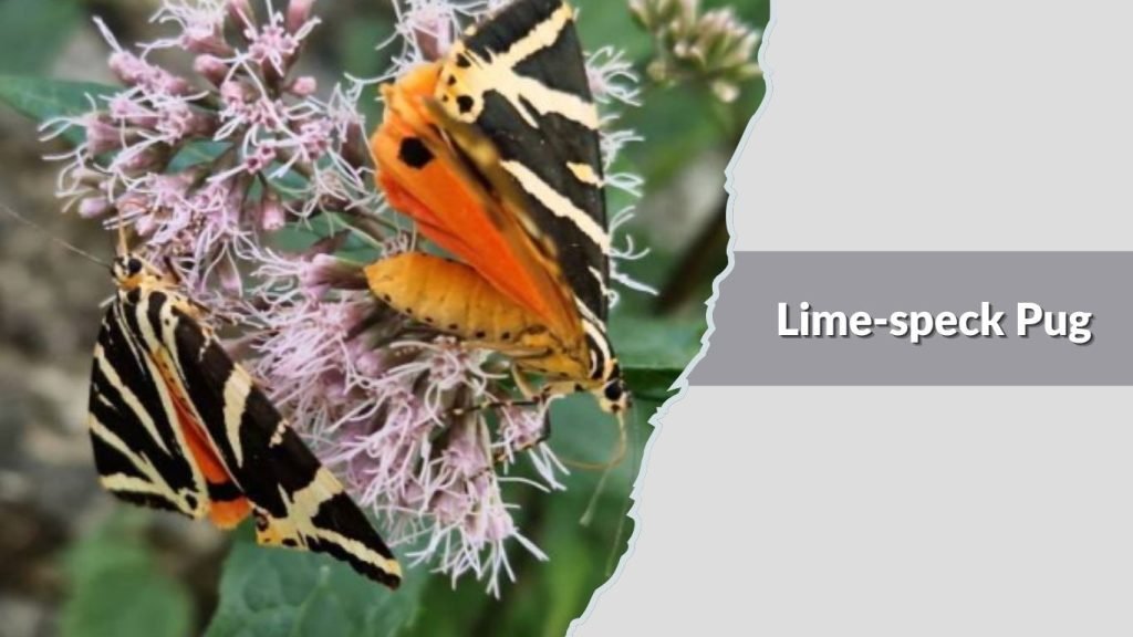 Lime-speck Pug