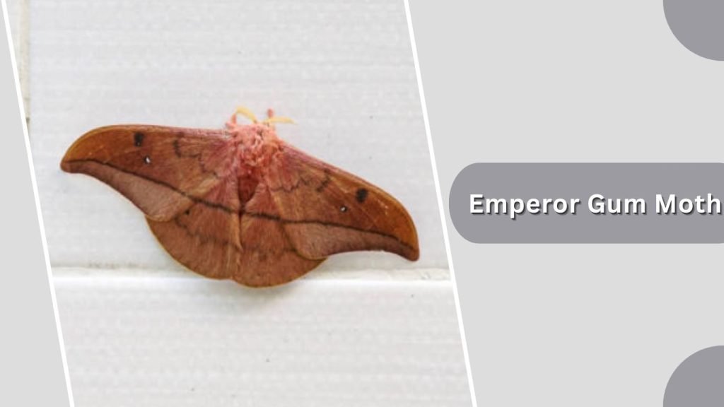  Emperor Gum Moth