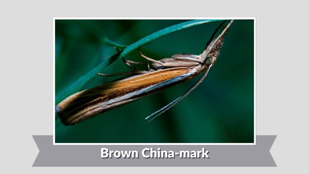 Brown China-mark