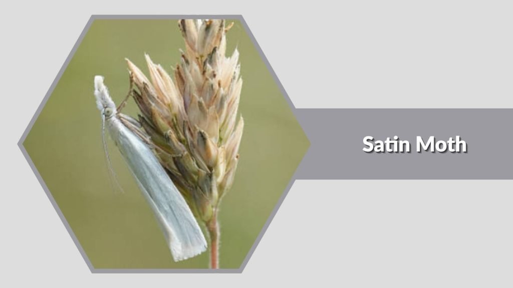 Satin Moth