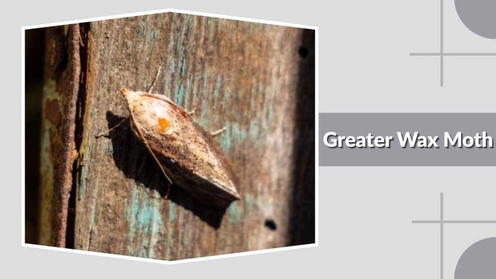  Greater Wax Moth