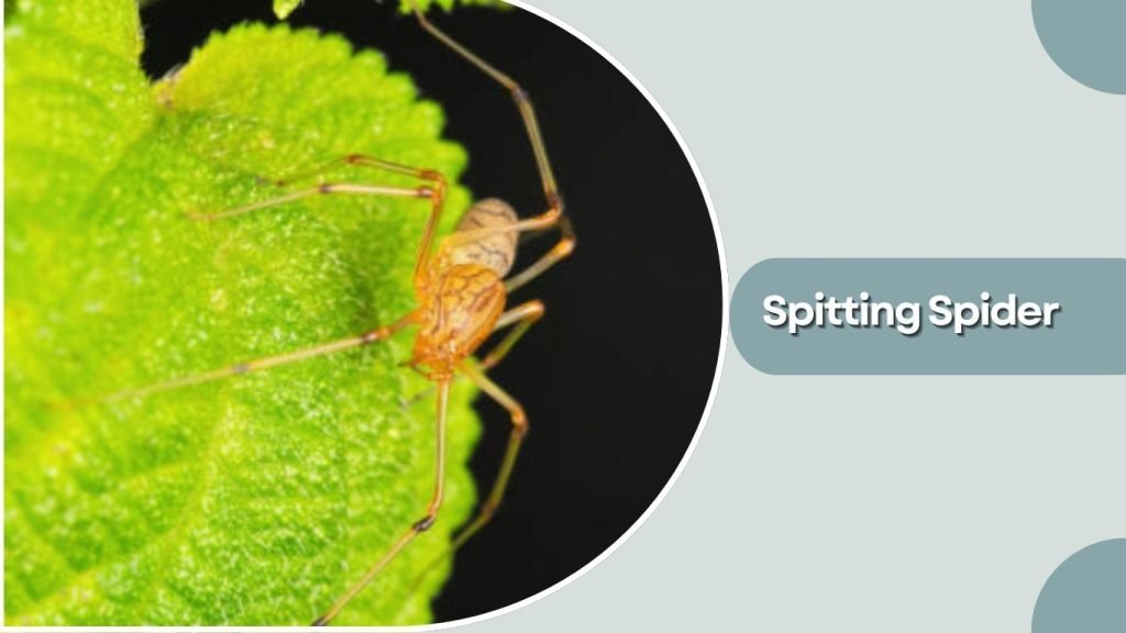 Spitting Spider