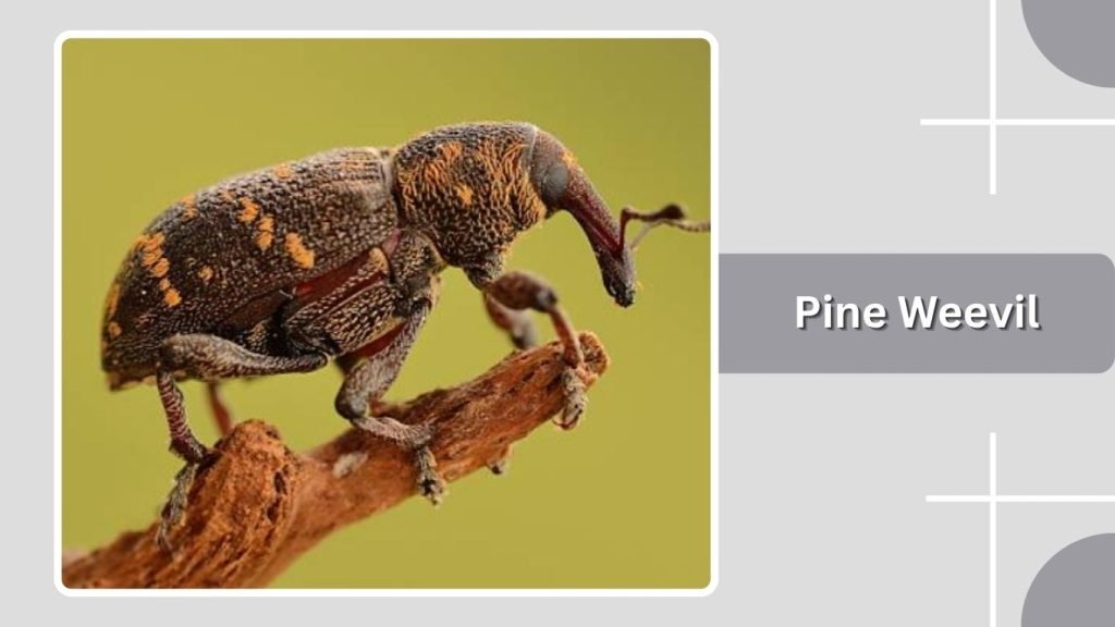 Pine Weevil