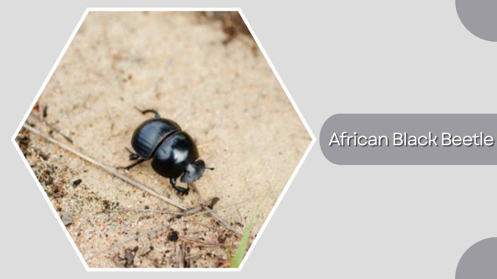 African Black Beetle