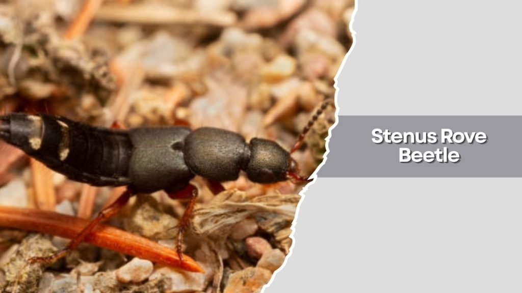 Stenus Rove Beetle
