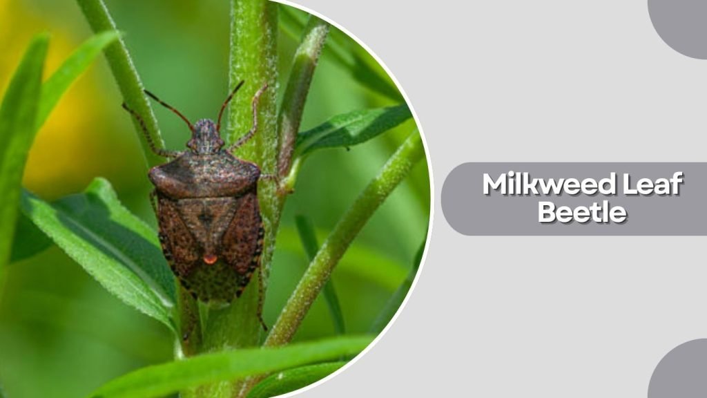 Milkweed Leaf Beetle