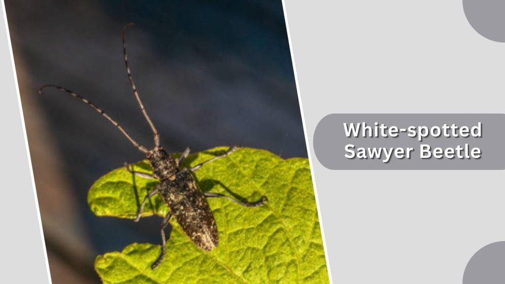 White-spotted Sawyer Beetle