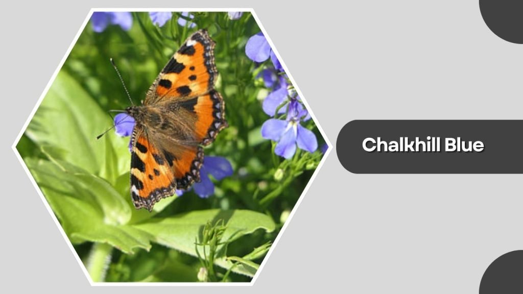 Chalkhill Blue