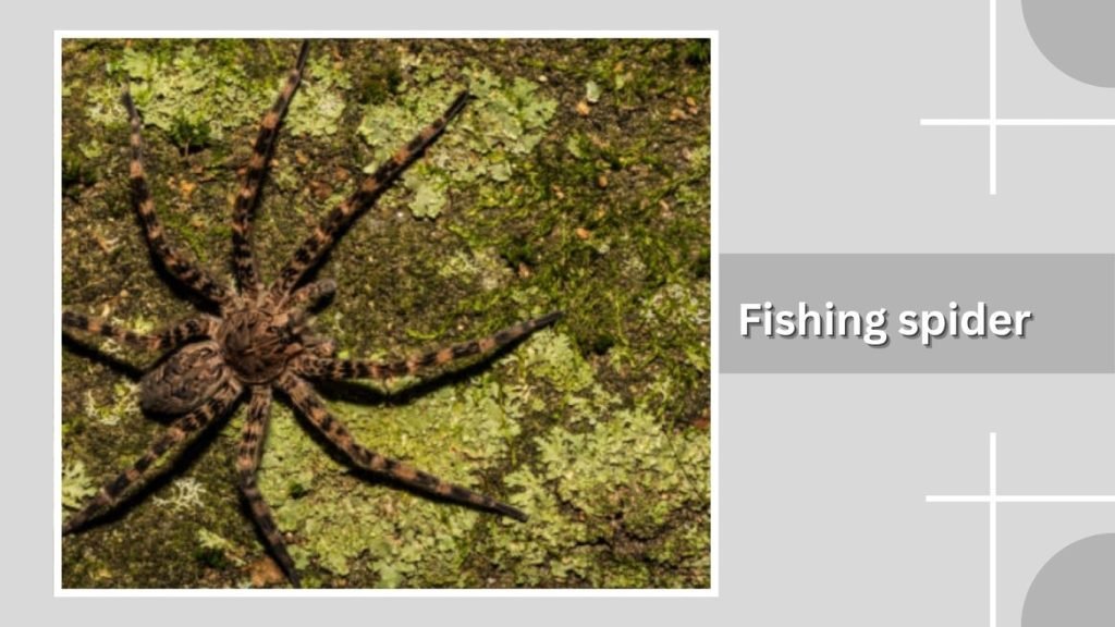 Fishing spider