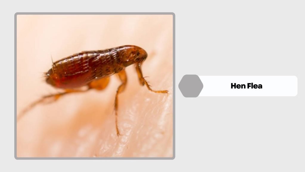 Hen Flea