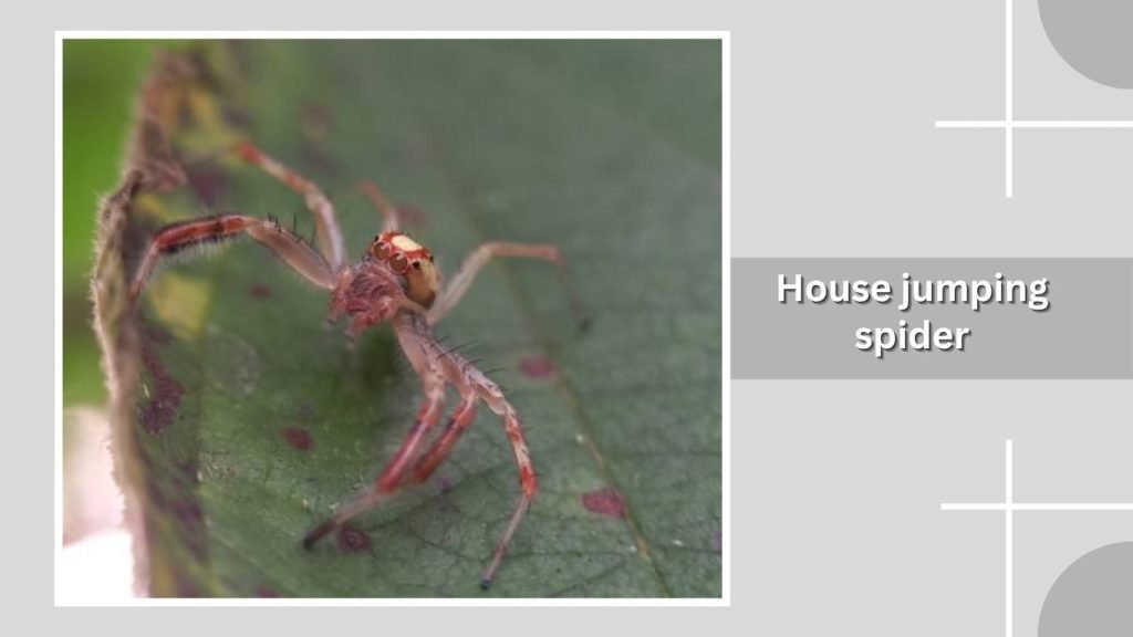  House jumping spider
