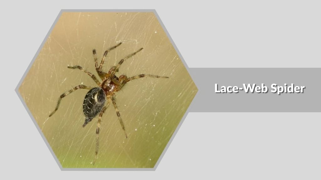 Lace-Web Spider