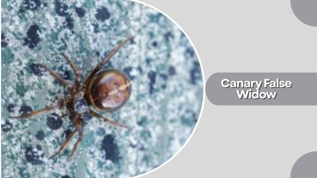 Canary False Widow