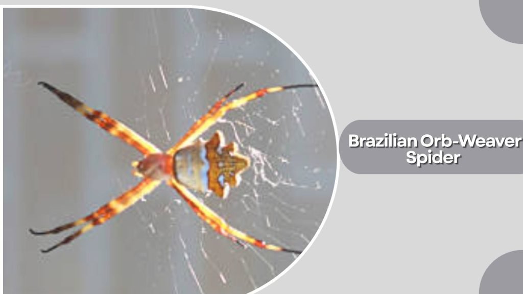 Brazilian Orb-Weaver Spider