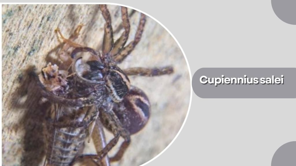 Cupiennius salei