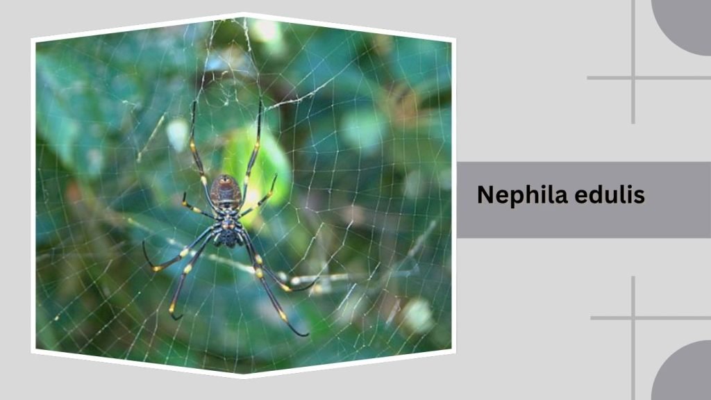 Nephila edulis