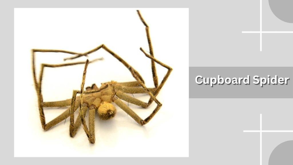 Cupboard Spider