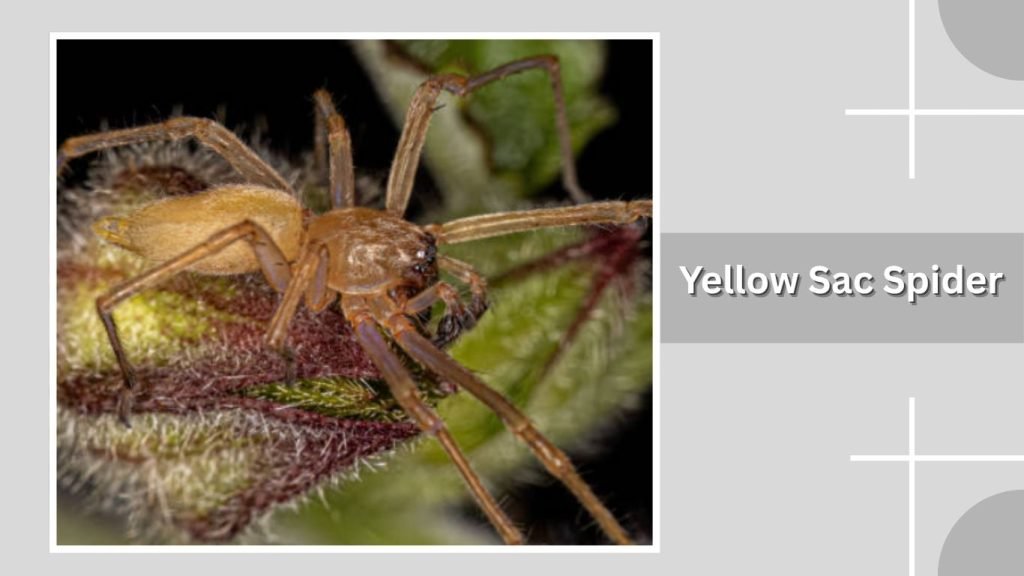 Yellow Sac Spider