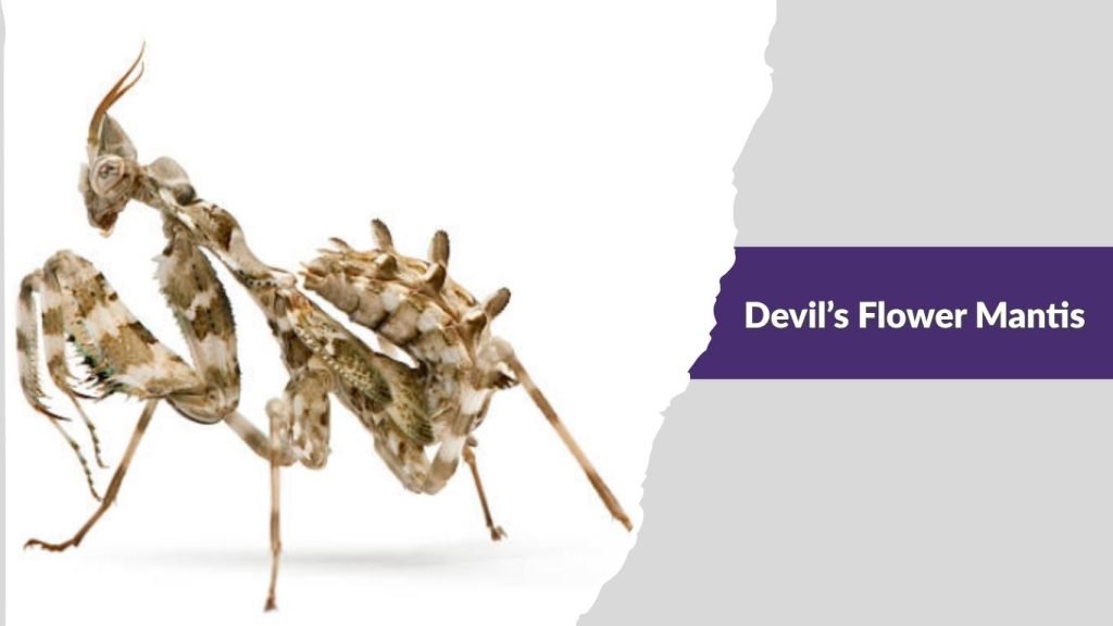  Devil’s Flower Mantis