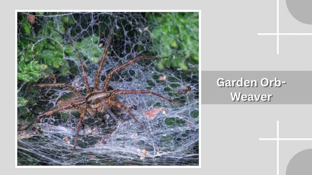 Garden Orb-Weaver