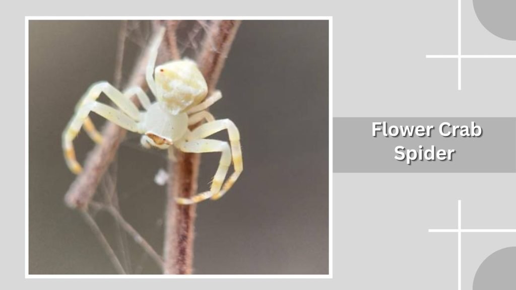 Flower Crab Spider