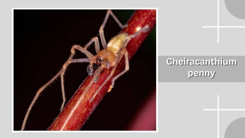  Cheiracanthium virescens
