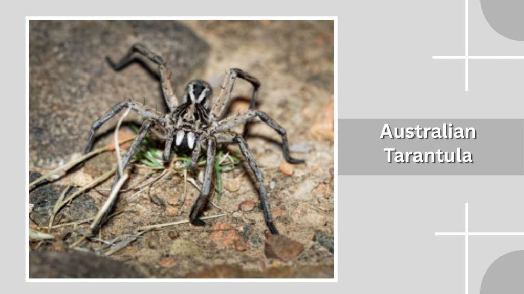 Australian Tarantula