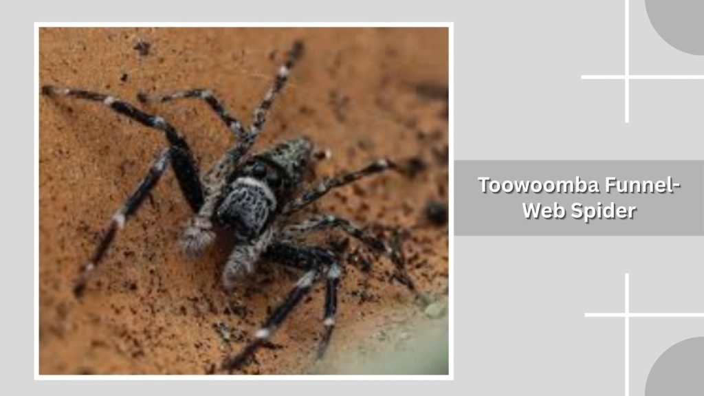 Toowoomba Funnel-Web Spider