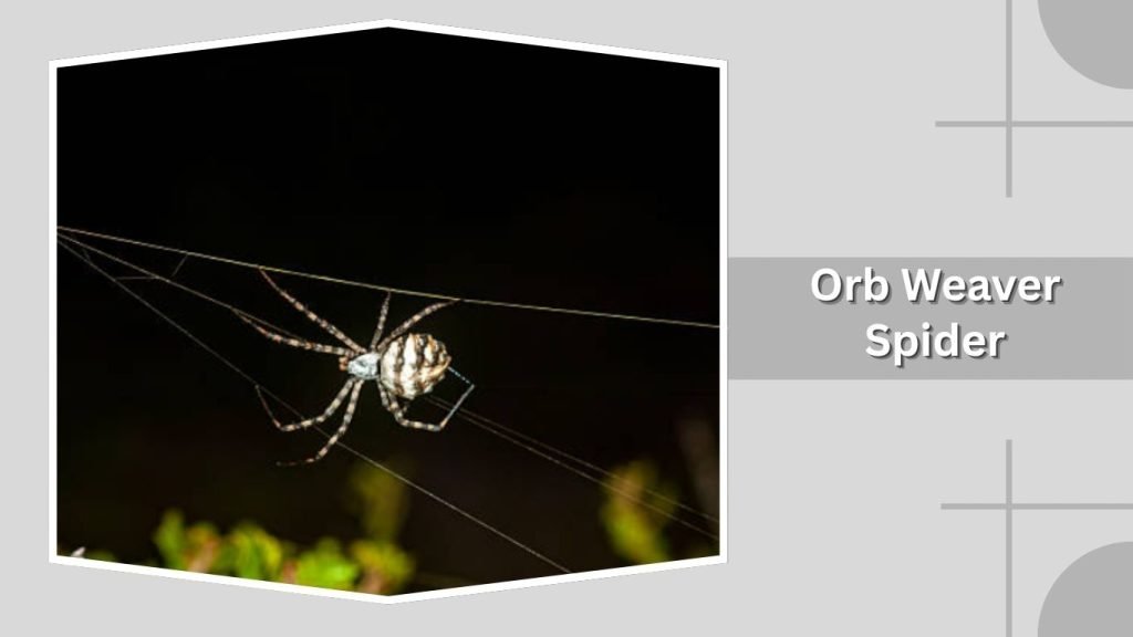 Orb Weaver Spider
