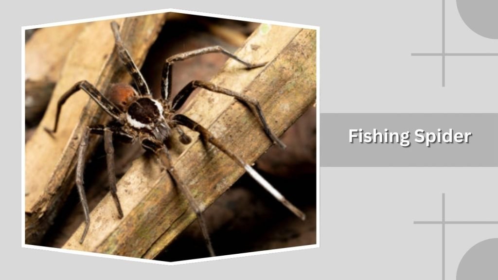 Fishing Spider