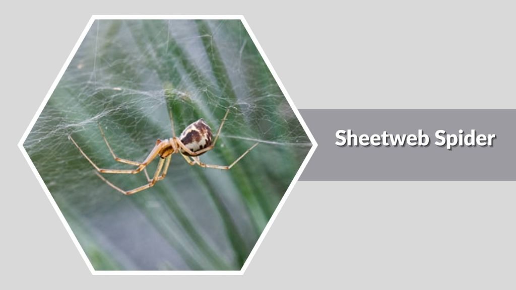 Sheetweb Spider