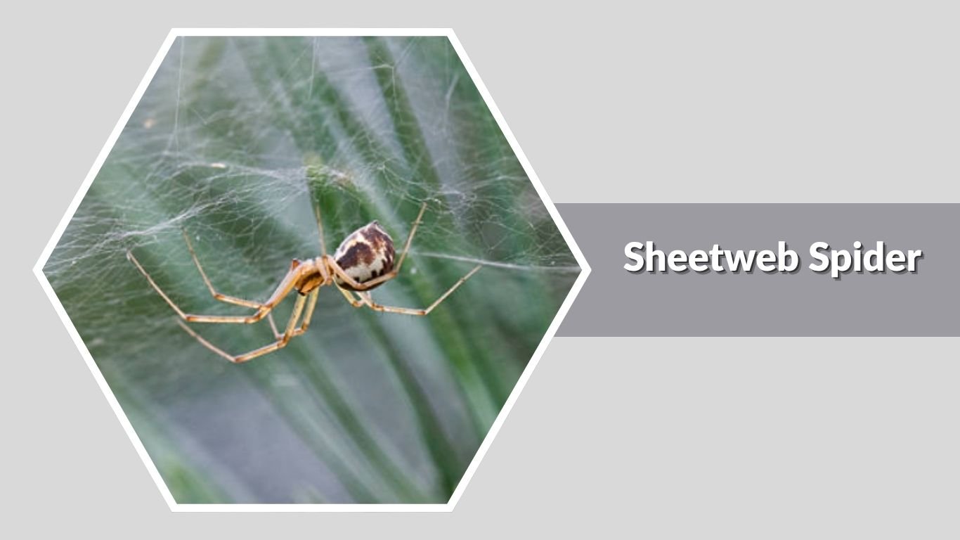 21 Types of Small Spiders: Identification with Picture