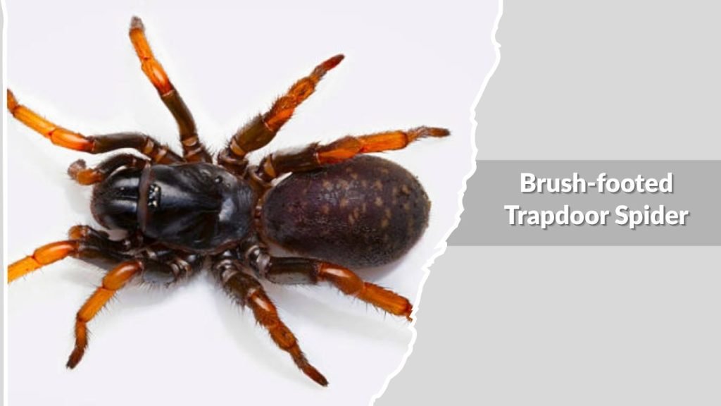 Brush-footed Trapdoor Spider