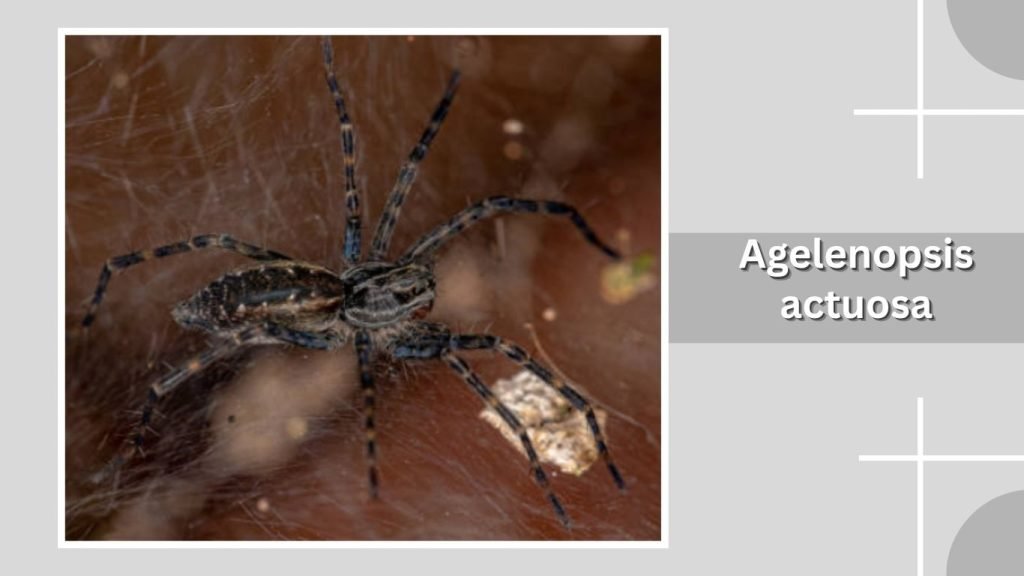  Agelenopsis actuosa