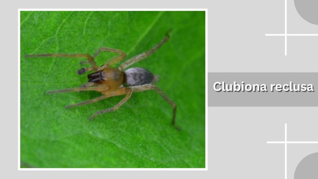  Clubiona reclusa