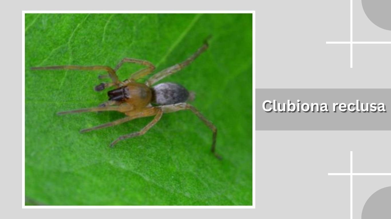 10 Types of Sac Spiders: Habitat, Diet, Bite, Risk, ID with Pictures