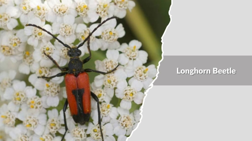 Longhorn Beetle