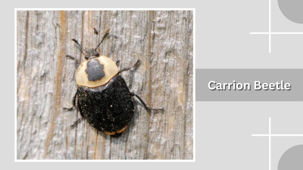 Carrion Beetle
