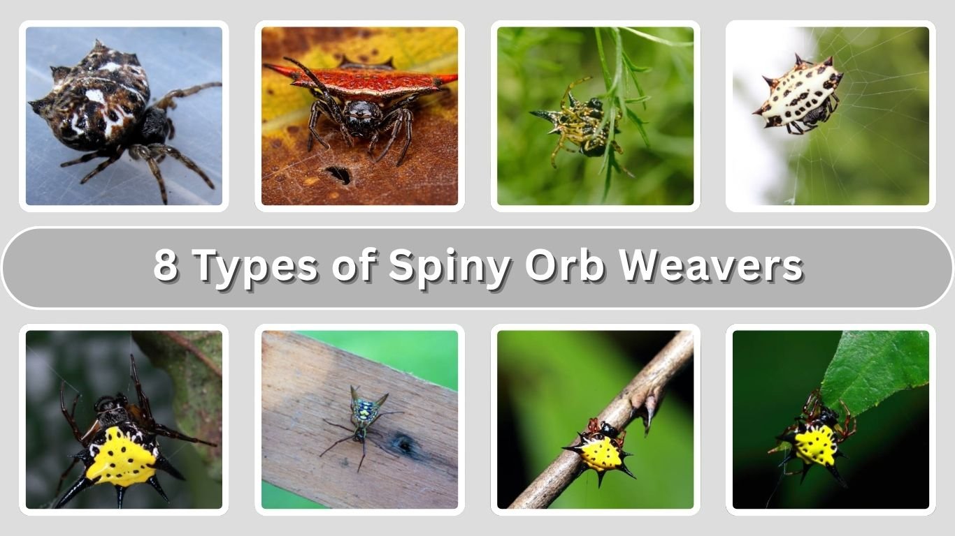 8 Types of Spiny Orb Weavers: Identification with Picture