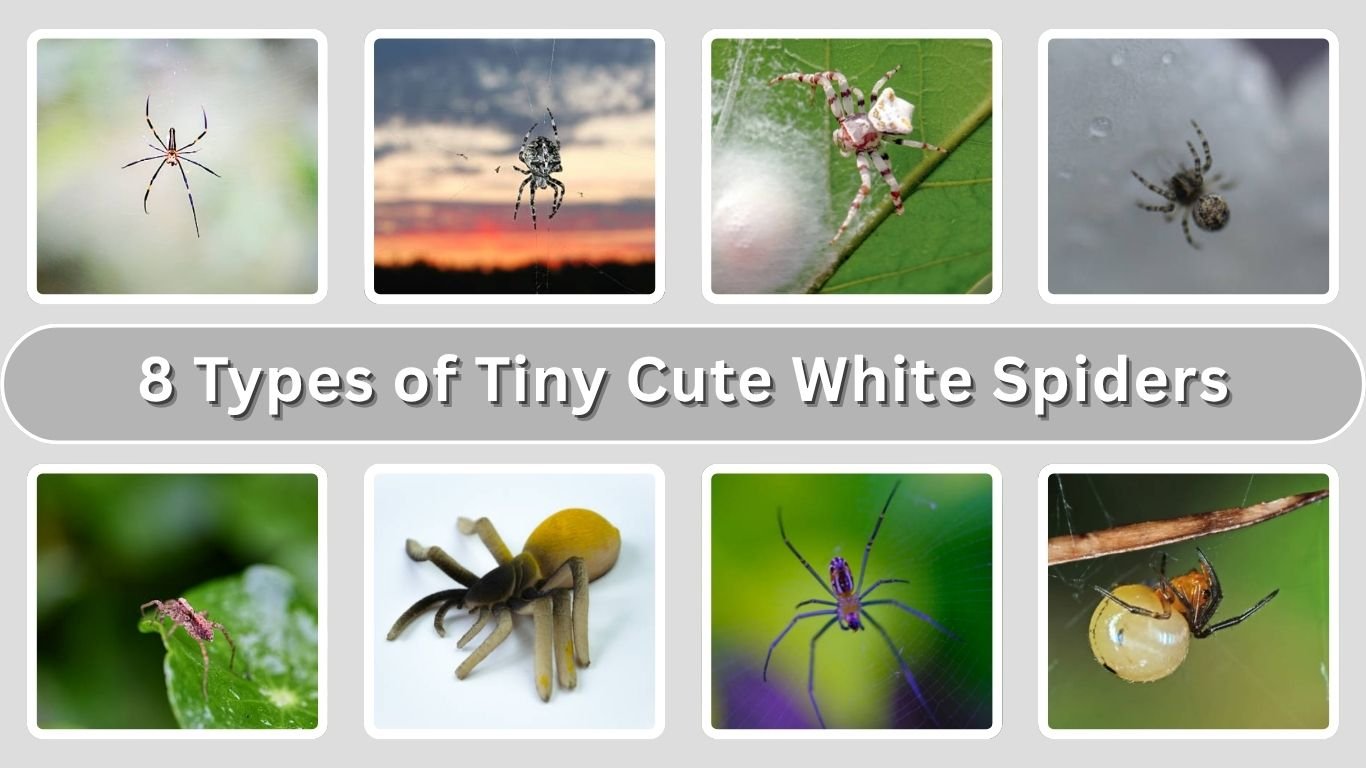 8 Types of Tiny Cute White Spiders: Identification with Picture