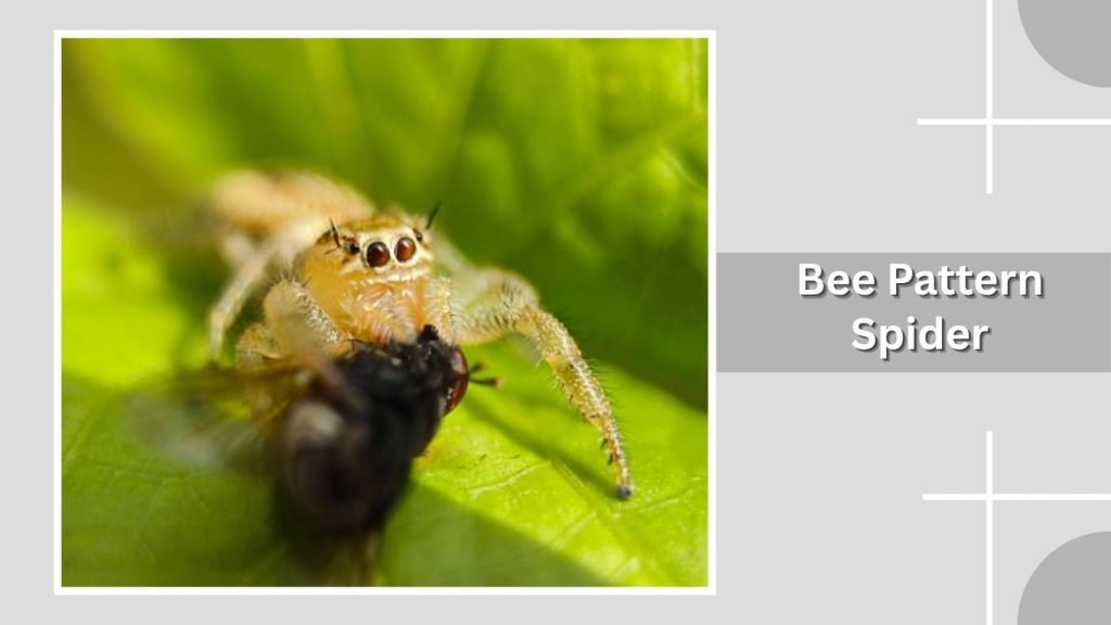 Bee Pattern Spider