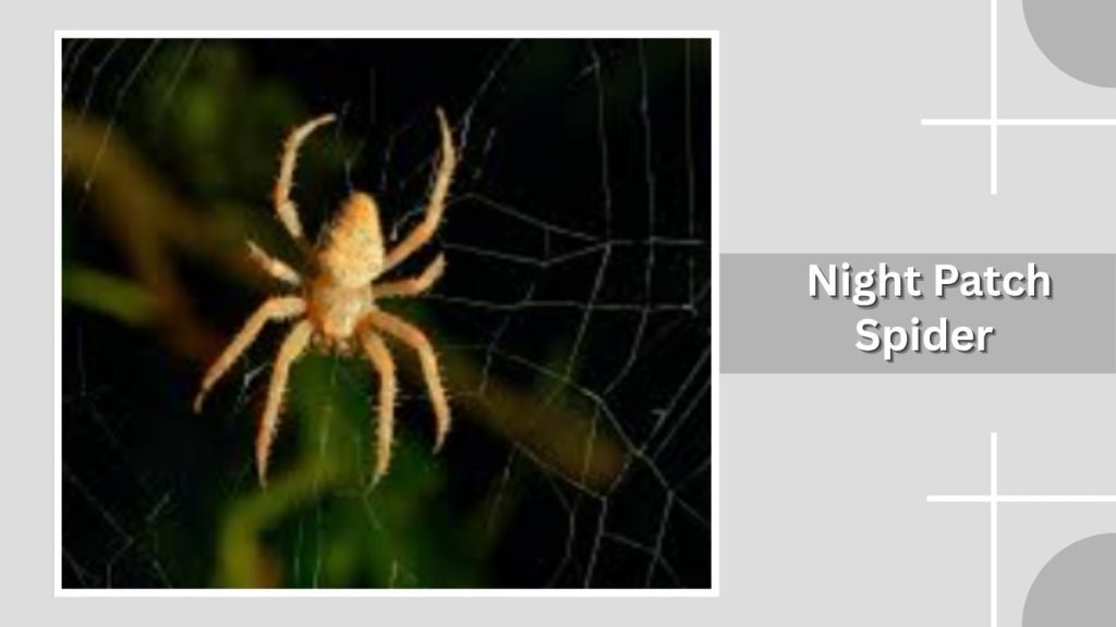 Night Patch Spider