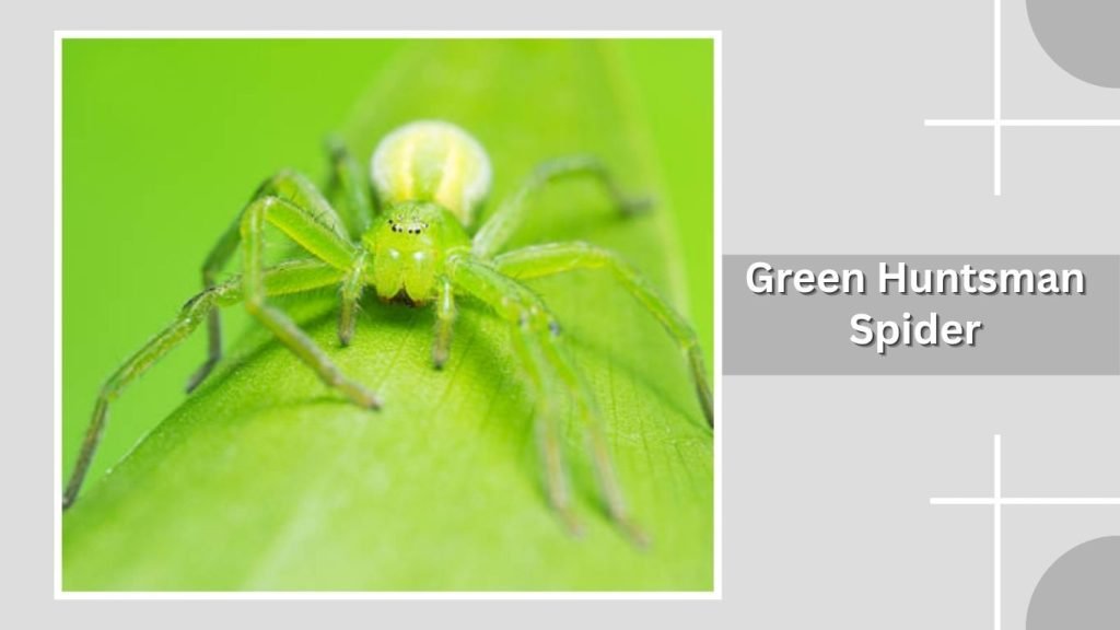 Green Huntsman Spider