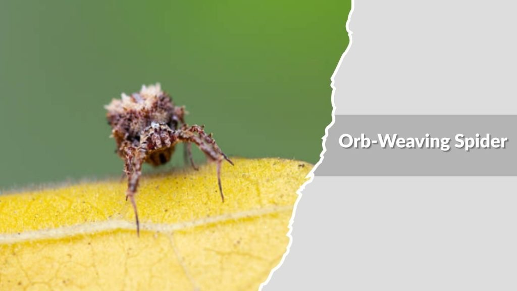 Orb-Weaving Spider