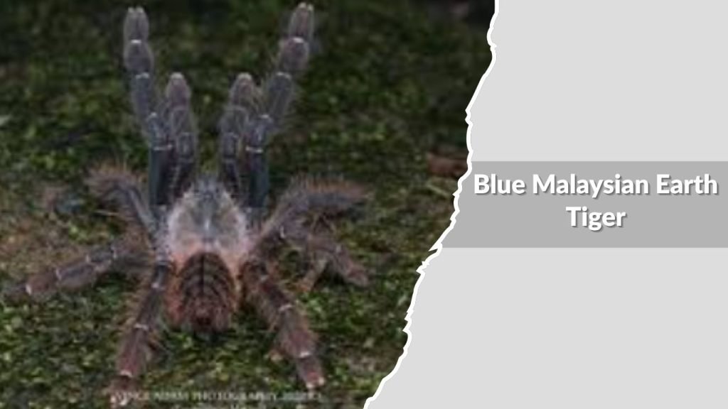 Blue Malaysian Earth Tiger