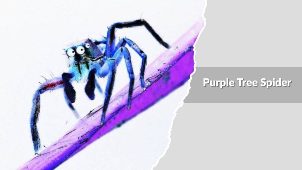  Purple Tree Spider