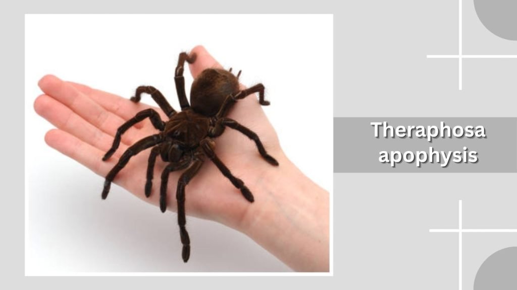 Theraphosa apophysis