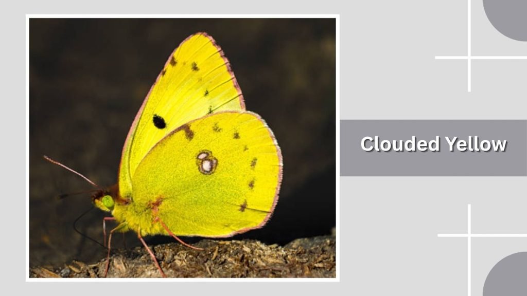 Clouded Yellow