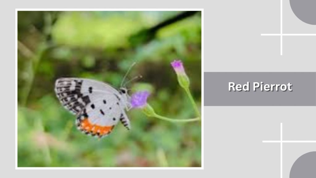 Red Pierrot