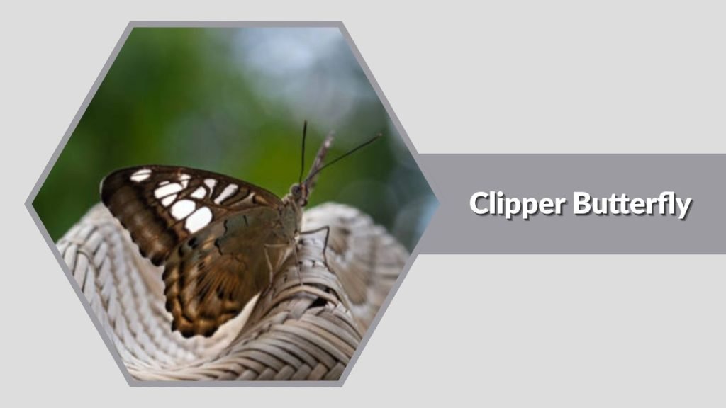 Clipper Butterfly